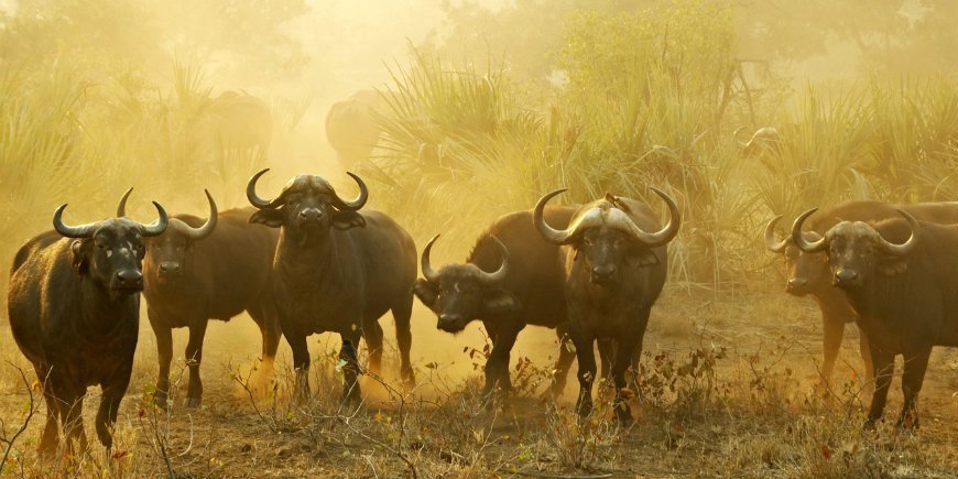 Buffalos in South Africa