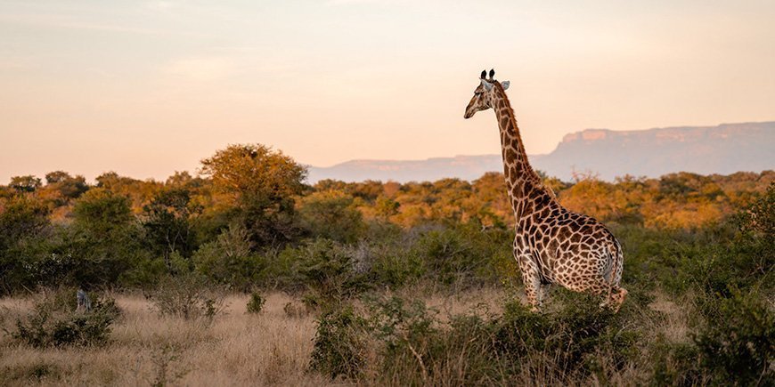 Giraffe at sunset in Kapama Private Game Reserve, South Africa