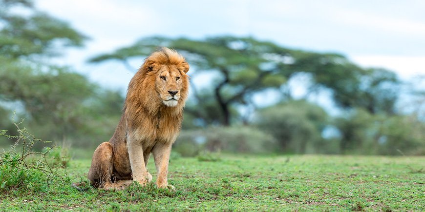 Lion in the Ngorongoro Crater in Serengeti, Tanzania