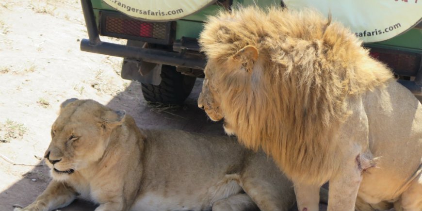 Lion at safari car