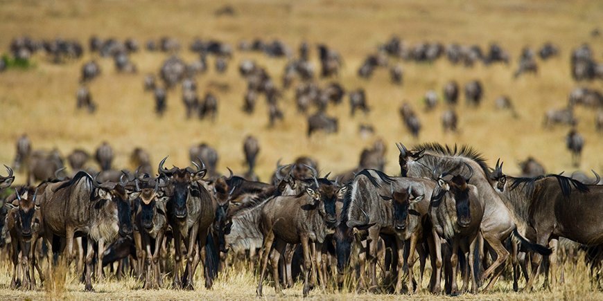 Wildebeest are following each other in the savannah.