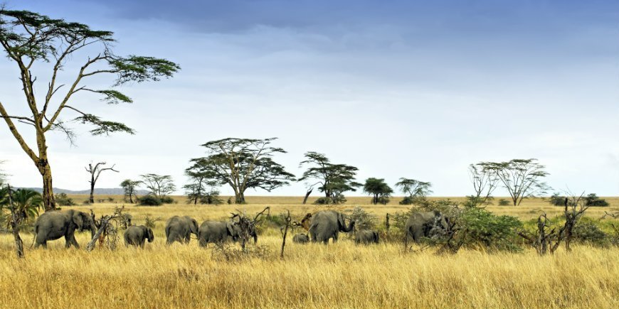elephants at Serengeti's savannah