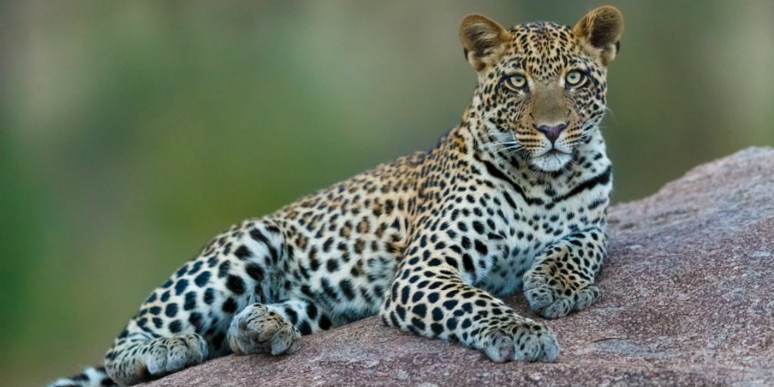 leopard in Serengeti