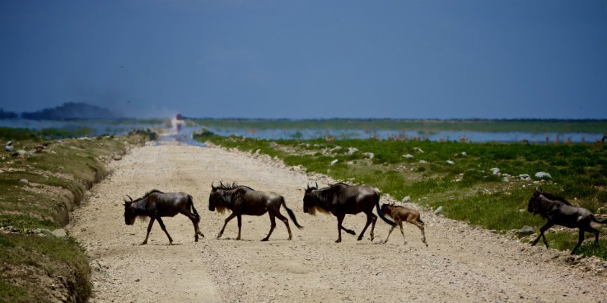 the wildebeest calves