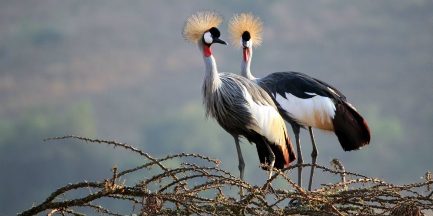 Two grey crowned cranes