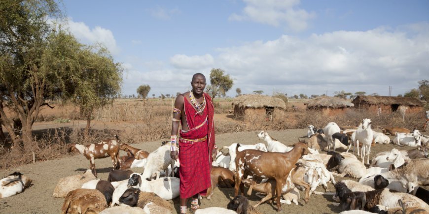 Masai and goats