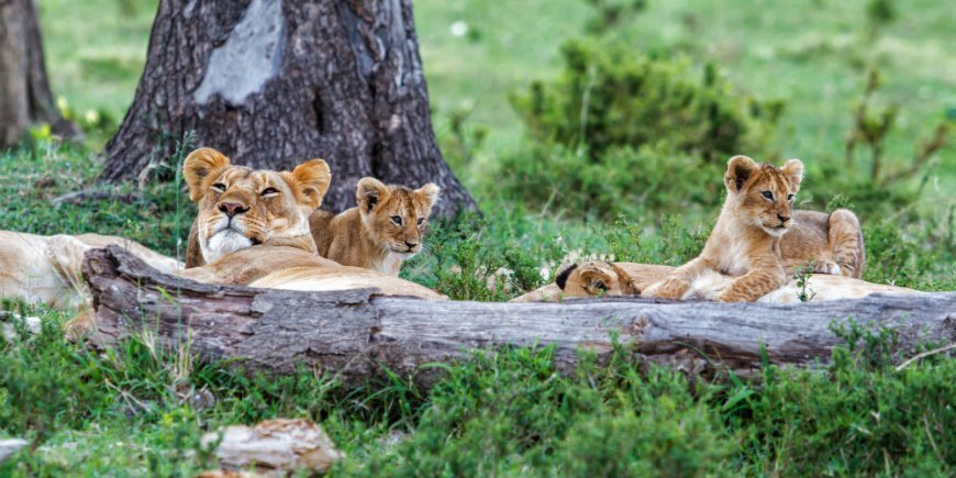 Masai Mara, lions