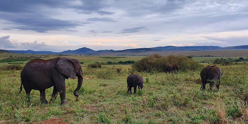 Herd of elephants in Masai Mara.