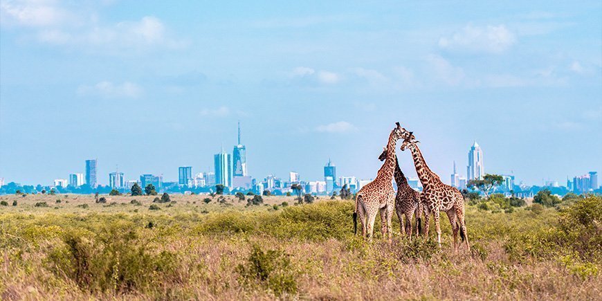 Three giraffes in Nairobi National Park with the city as a backdrop.