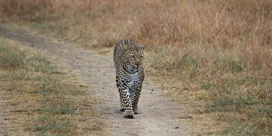 leopard in Kenya
