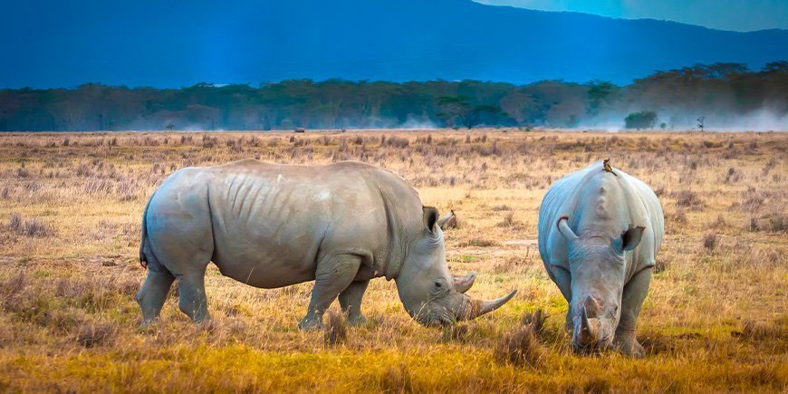 Two rhinos grazing in Lake Nakuru National Park in Kenya.