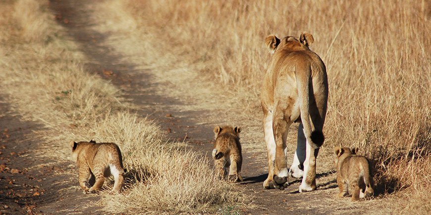 Masai Mara lion