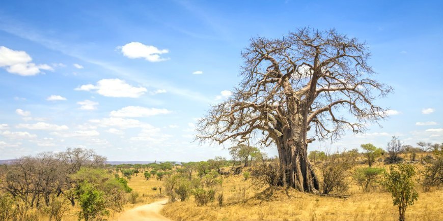 6 Baobab tree