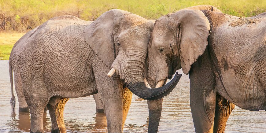 Elephant love Botswana