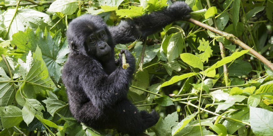 mountain gorilla in Bwindi Impenetrable Forest