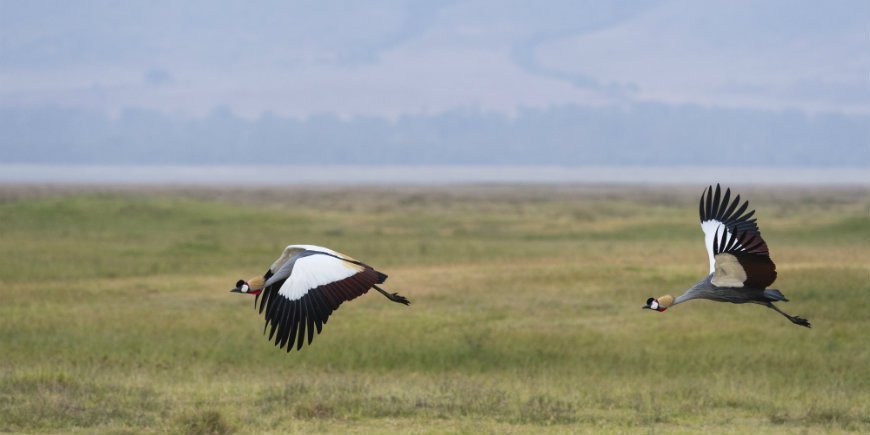 two grey crowned cranes