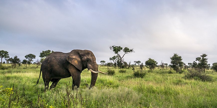 Elephant in Kruger