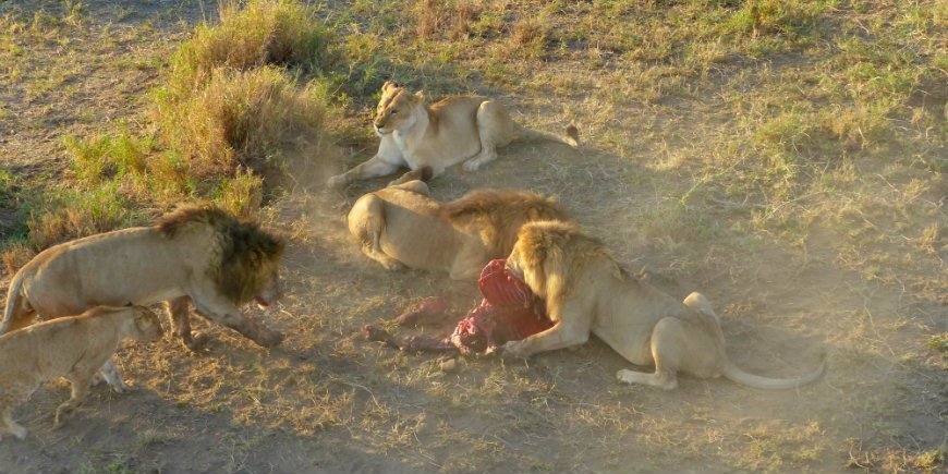 Serengeti, lions