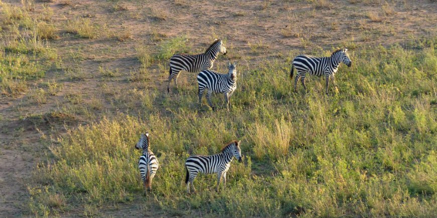Serengeti, zebras