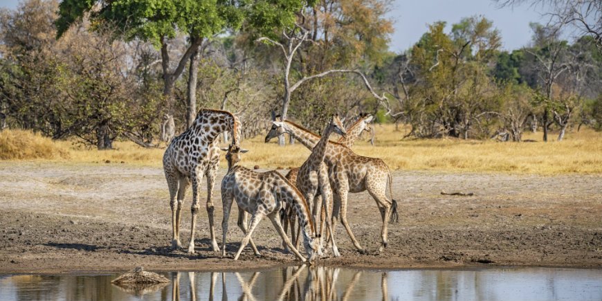 giraffes by waterhole in botswana